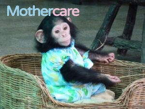 Los Mejores chimpance bebé beviendo leche para tu bebé
