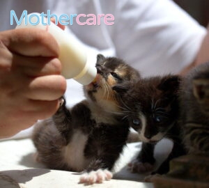 Los Mejores papilla liquida gatitos para tu pequeño